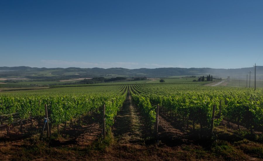 Argiano, una delle più belle tenute di Montalcino