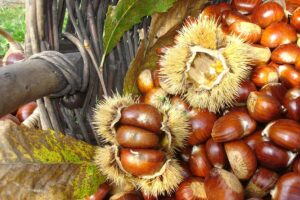 Associazione dei produttori - Marrone di Combai Igp