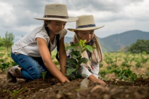 Un albero piantato per ogni ospite: la riforestazione passa per i luoghi del turismo