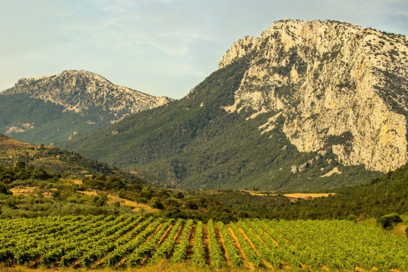 I vigneti della Cantina Dorgali