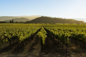 Continuano gli affari milionari legati al vino in Usa: Duckhorn acquisisce Sonoma-Cutrer
