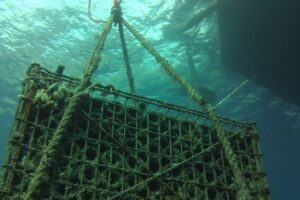 “Underwaterwines”: i vini subacquei, dal mare aperto alla Laguna di Venezia, fanno tendenza “Underwaterwines”: i vini subacquei, dal mare aperto alla Laguna di Venezia, fanno tendenza