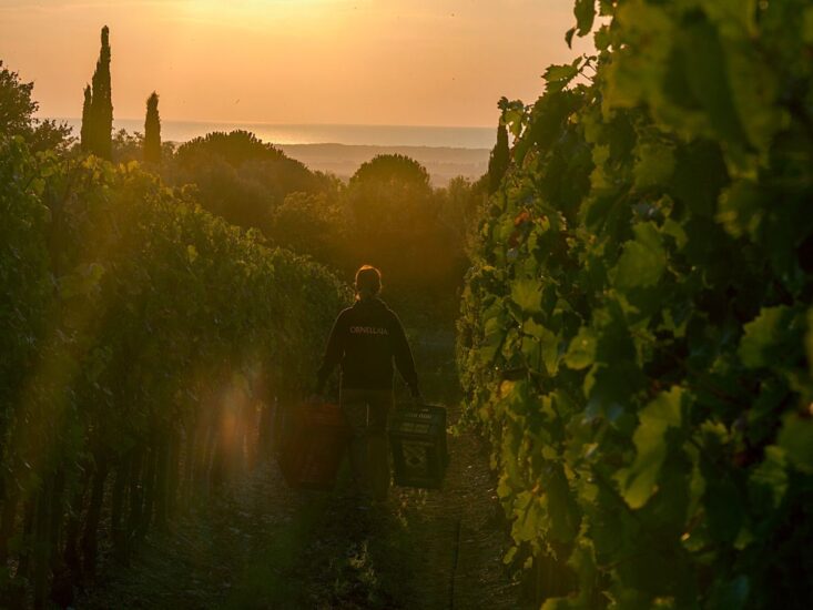 I grandi vini della costa toscana a “MareDiVino” a Livorno (ph: Tenuta dell’Ornellaia)