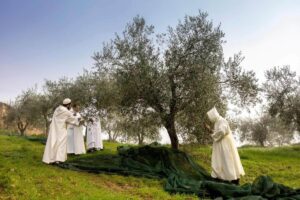 La raccolta delle olive dei monaci dell&rsquo;Abbazia di Monte Oliveto Maggiore, agricoltori da secoli