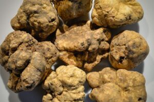 Il tartufo? Buonissimo: in quantit&agrave;, qualit&agrave; e nei prezzi (3.000-3.500 euro/kg) nella stagione 2023