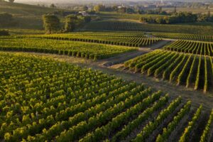 Bordeaux, via libera al bando per i 6.000 euro ad ettaro per estirpare 9.500 ettari di vigneti