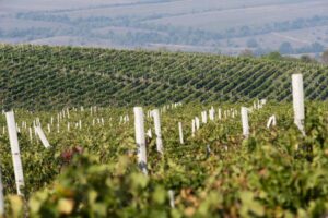 Il clima sconvolge la geografia mondiale del vino: penalizzata l’Italia, avanzano Russia e Cina