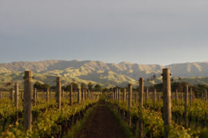 La Nuova Zelanda per il vino italiano: crescono popolazione, mercato ed opportunità