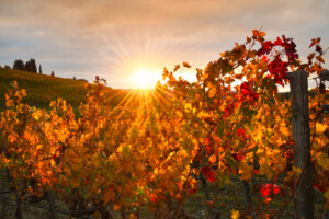 Low & no alcol, giovani e territorialità: il mercato del vino guarda al futuro