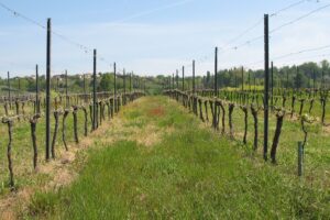 Crisi a Bordeaux, i vignaioli rilanciano: “non basta estirpare i vigneti per risolvere il problema”