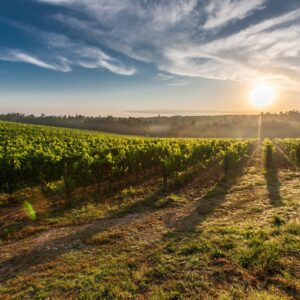 Il vino, i suoi valori, il suo futuro, nella prima “Giornata del Made in Italy”, con la filiera