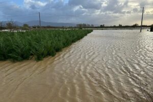 La tempesta Ciaran mette di nuovo in ginocchio l&rsquo;agricoltura, dal fiume Po alla Toscana