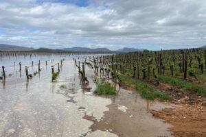 Temporali devastanti e inondazioni in Sudafrica, con danni ingenti per vigneti e cantine 