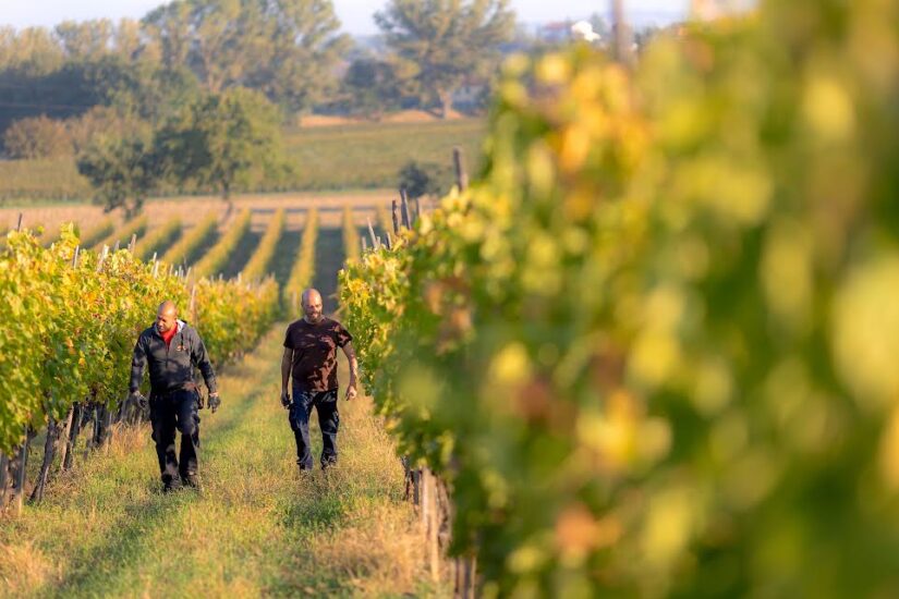 Nomos, il Nobile di Montepulciano sostenibile ed inclusivo