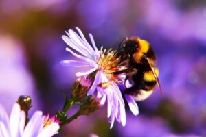 Fitofarmaci e impatto negativo sugli insetti impollinatori: problema per un’agricoltura sostenibile