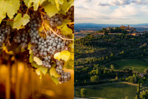 La partita su “Montepulciano” si gioca tra Abruzzo, Marche, Toscana e Ministero dell’Agricoltura