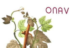 Dall’Oseleta alla Garofanata, i vitigni sono il patrimonio più prezioso della viticoltura italiana