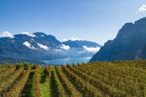 Cavit, bilancio positivo e remunerazione in linea con i tempi pre-Covid per il colosso del Trentino Cavit, bilancio positivo e remunerazione in linea con i tempi pre-Covid per il colosso del Trentino