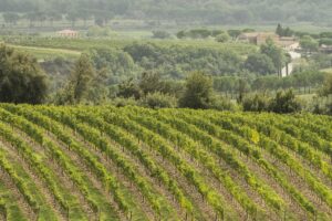 Rosso di Montalcino doubles its potential, adding 364 hectares to the 519 of DOC