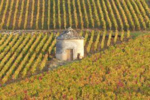 Maxi-furto in Borgogna, sparite oltre 7.000 bottiglie di vino del valore di almeno 500.000 euro