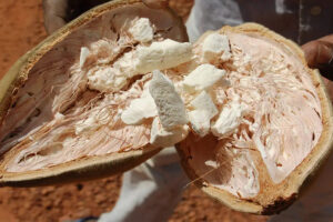 Dal caff&egrave; ai funghi al camu, dalla chlorella al baobab, i pi&ugrave; curiosi superfood del 2024