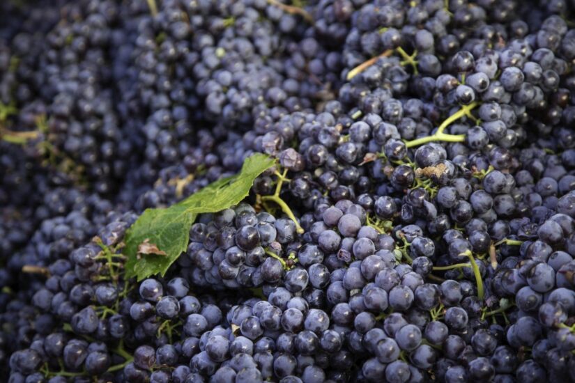 Le migliori espressioni del Nebbiolo del Piemonte in degustazione a Roma
