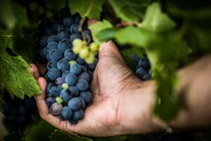 Se la vite è forte, il vino è più buono. Ma si salva anche il pianeta e il mondo è più sostenibile