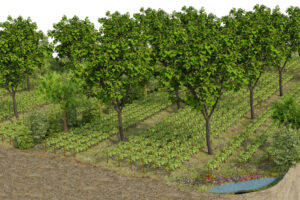 Alberi tra i filari per preservare biodiversità e suolo: il futuro è un ritorno al passato