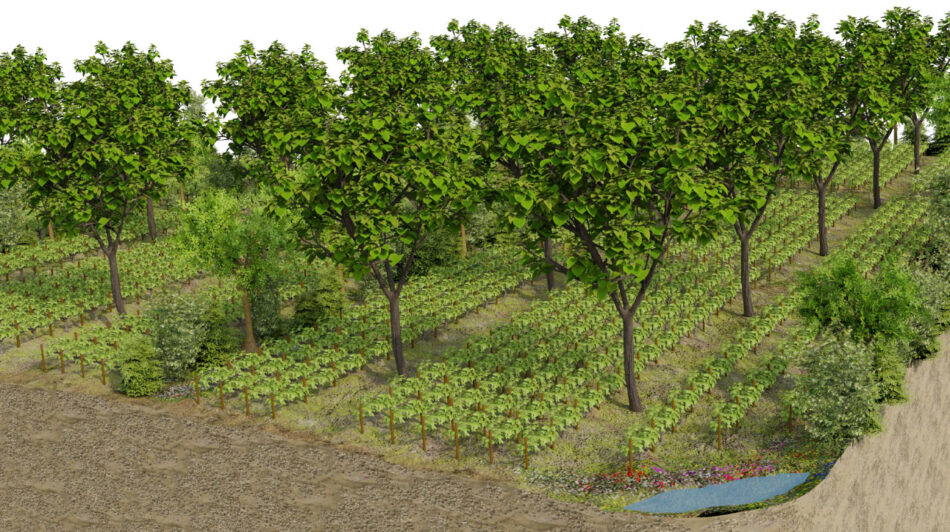 Il progetto “Vigna del futuro” di Larrivet Haut-Brion, a Bordeaux