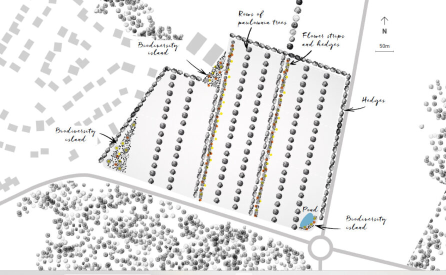 Il progetto “Vigna del futuro” di Larrivet Haut-Brion, a Bordeaux