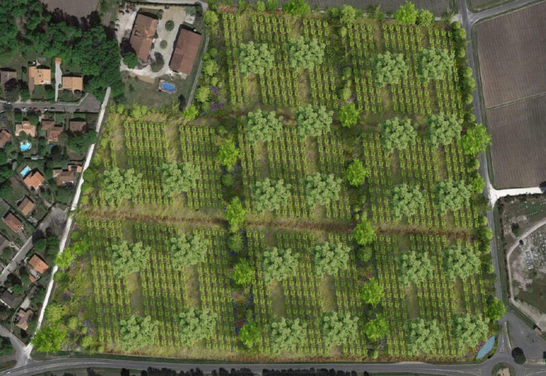 Il progetto “Vigna del futuro” di Larrivet Haut-Brion, a Bordeaux