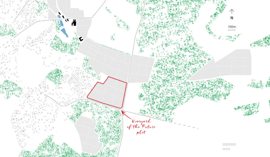 Il progetto “Vigna del futuro” di Larrivet Haut-Brion, a Bordeaux