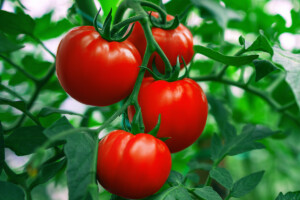 Mar Rosso, per le difficolt&agrave; di navigazione a rischio 270 milioni di pummarola made in Italy