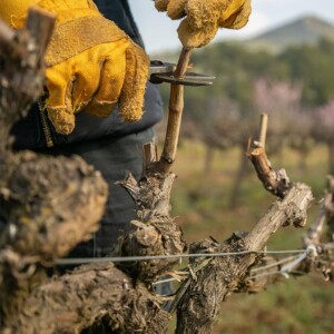 Tendenze, sviluppi, incertezze. Dove sarà il vino tra 10 anni? Bruxelles lo chiede ai viticoltori
