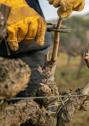 &ldquo;Click day&rdquo; per l&rsquo;agricoltura: assegnate subito 30.000 quote per lavoratori extracomunitari