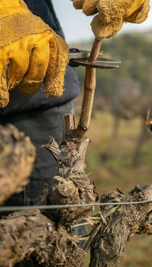 &ldquo;Click day&rdquo; per l&rsquo;agricoltura: assegnate subito 30.000 quote per lavoratori extracomunitari