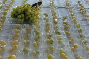 Uva da tavola, l’Italia è il primo produttore in Europa con 1 milione di tonnellate