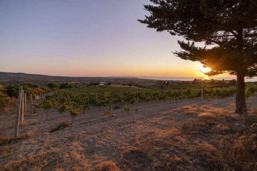 Da Siddùra ad AgriPunica, da Santadi a Pala, a “La Sardegna di Vinodabere” a Roma