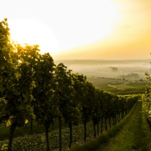 Diversificare l&rsquo;export e riconquistare i giovani: le &ldquo;ricette&rdquo; del futuro del vino italiano