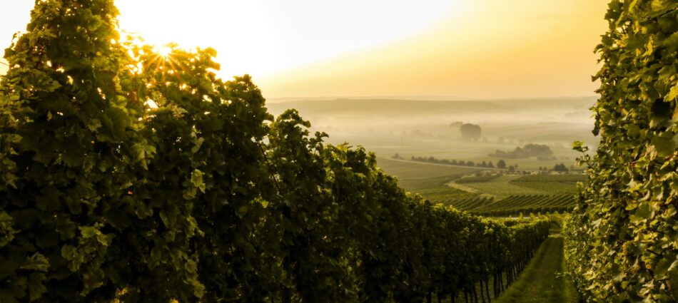 Diversificare l&rsquo;export e riconquistare i giovani: le &ldquo;ricette&rdquo; del futuro del vino italiano