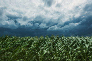 L’agricoltura ha perso 900 milioni tra 2022 e 2021. Confcooperative: “rilanciare assicurazioni”