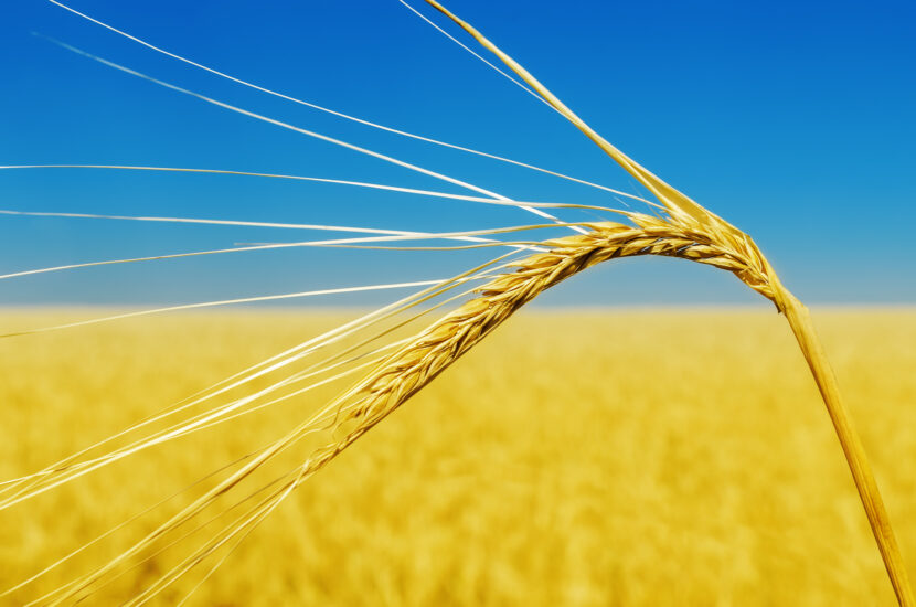 Il grano è uno dei prodotti principali dell’Ucraina