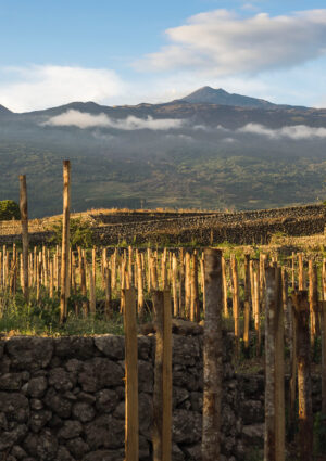 Etna Doc, la crescita &egrave; anche nei numeri: +6,2% di imbottigliamenti nel 2025 e crescono gli spumanti