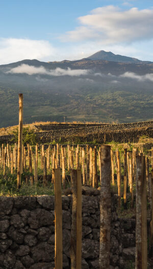 “L’Etna Doc potrebbe diventare Docg già nel 2026”. Mancano le ultime firme per l’ok dal Ministero