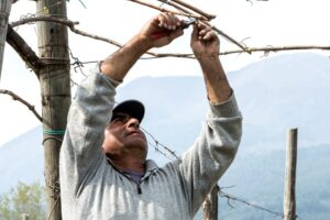 I vignaioli sono custodi del territorio: al via la campagna by Fivi per il loro riconoscimento 