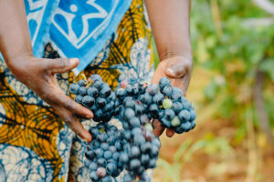 Una cantina in Tanzania per creare lavoro e reddito per i vignaioli: il progetto Assoenologi