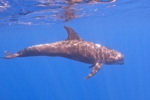Quando il vino fa bene ai cetacei: la cantina San Giorgio supporta la “Jonian Dolphin Conservation”