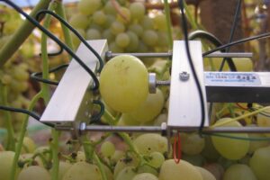 Agricoltura di precisione, breeding delle varietà e “fuori suolo”: l’Italia innova l’uva da tavola