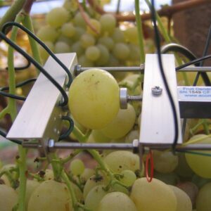 Agricoltura di precisione, breeding delle varietà e “fuori suolo”: l’Italia innova l’uva da tavola