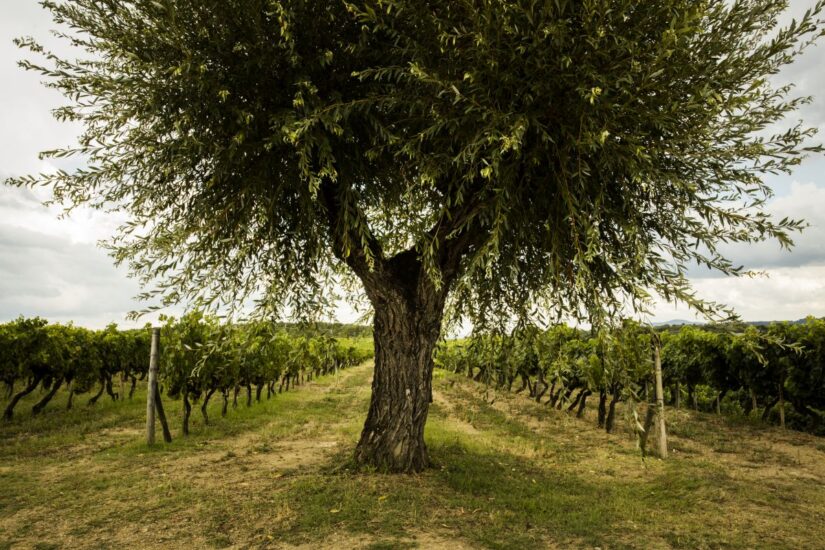 La Vigna dell’Impero nel Valdarno piantata dal Principe Amedeo Duca d’Aosta (credit: Tenuta Sette Ponti)